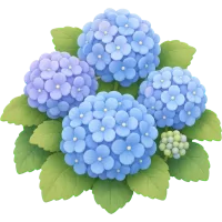 Blue Hydrangea