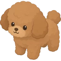 Brown Toy Poodle