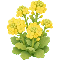 Canola Bloom