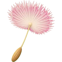Dandelion Puff