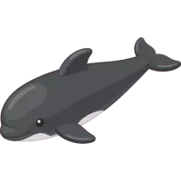 False Killer Whale