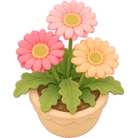 Gerbera Bloom
