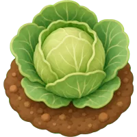 Little Cabbage
