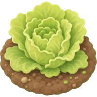 Little Lettuce