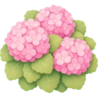 Pink Hydrangea