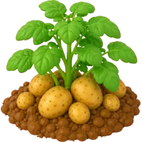 Potato Plant
