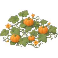 pumpkin vine
