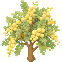 Tiny Acacia