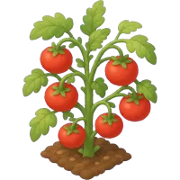 tomato plant