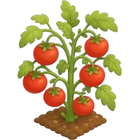 tomato plant (Back)