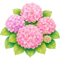 Watercolor Pink Hydrangeas
