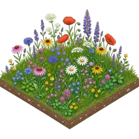Wild flowers (Back)