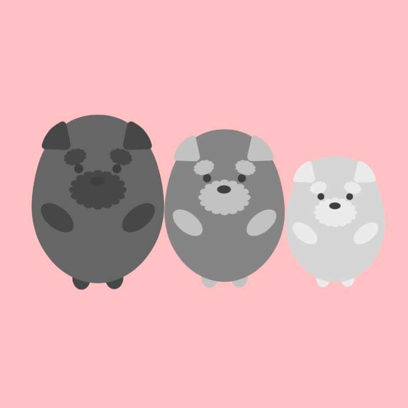愛らしいシュナウザーたち